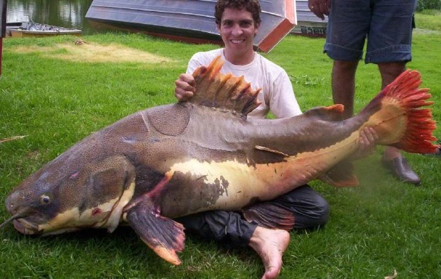 redtailcatfish.jpg