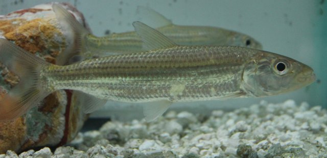 tigerfish 2.jpg