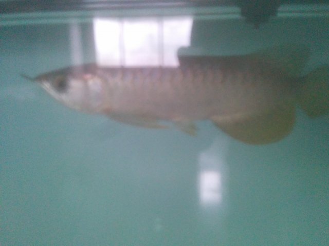 IMG-20151125-WA0002.jpg IMG-20151125-WA0002.jpg