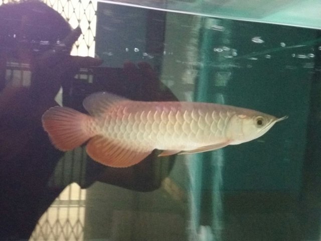 How To Let My High Back Golden Arowana Eat Pellets Sticks Monsterfishkeepers Com How To Let My High Back Golden Arowana Eat Pellets Sticks Monsterfishkeepers Com