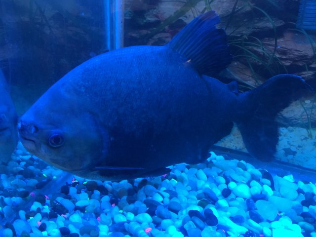 14 inch pacu 1.jpg