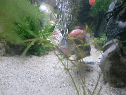 MeekiSick.gif MeekiSick.gif