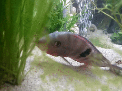 MeekiSick2.gif MeekiSick2.gif