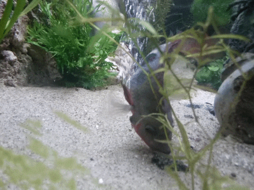 MeekiSick3.gif MeekiSick3.gif