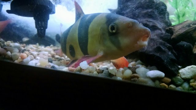 Loach 16.jpg