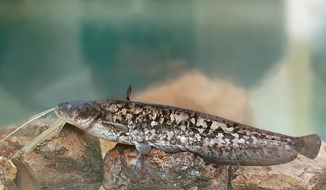 silurus_glanis15.jpg