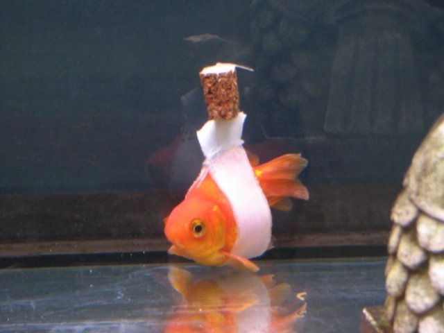goldfish-wheelchair.jpg goldfish-wheelchair.jpg