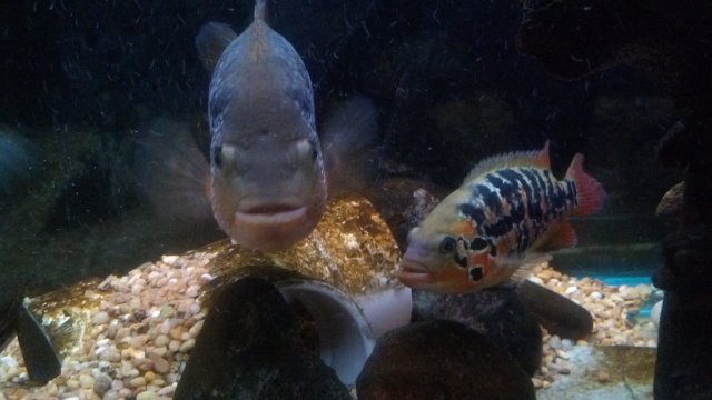 IMG_20151112_245806_127.jpg