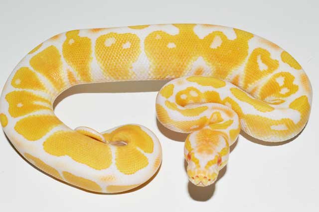 vms 2015 male albino bp.jpg