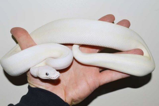 vms herp male lucey 2014.jpg