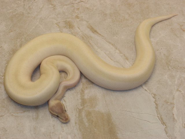 female lucy ame 553g.jpeg