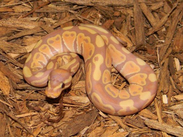 coral glow 2015 male mark petros.jpg