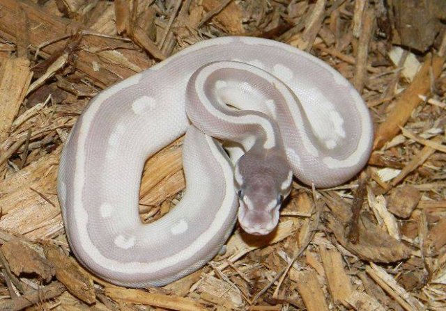 mystic potion male mark petros.jpg