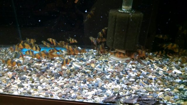 Loach 18.jpg