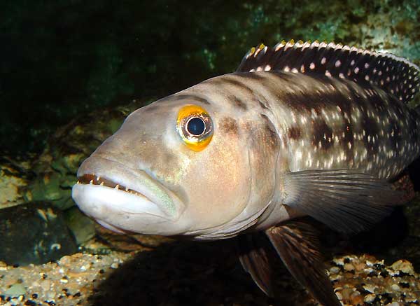 lepidiolamprologus-elongatus-2.jpg