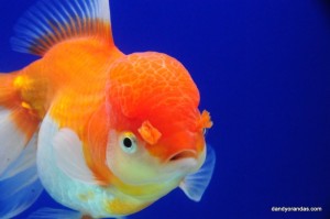 DSC_3382-300x199.jpg DSC_3382-300x199.jpg