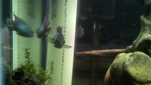 IMG_20151201_172419_343.jpg IMG_20151201_172419_343.jpg