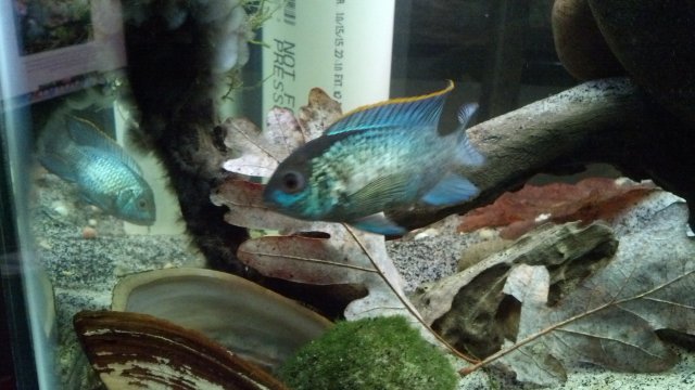 IMG_20151201_172430_652.jpg IMG_20151201_172430_652.jpg