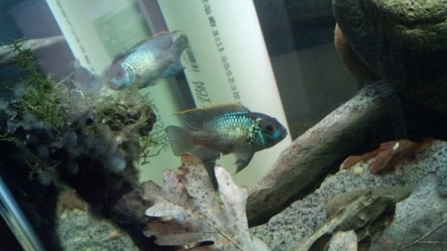 IMG_20151201_172440_203.jpg IMG_20151201_172440_203.jpg