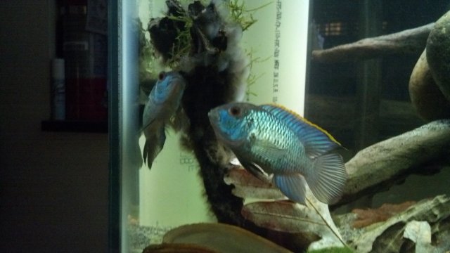 IMG_20151201_172501_960.jpg IMG_20151201_172501_960.jpg