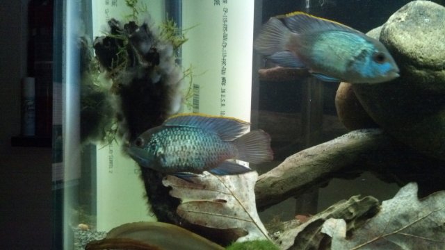 IMG_20151201_172512_656.jpg IMG_20151201_172512_656.jpg