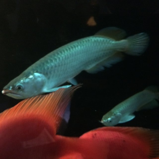 image1.JPG image1.JPG