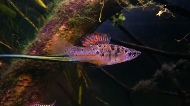 DSC_0062~2.jpg