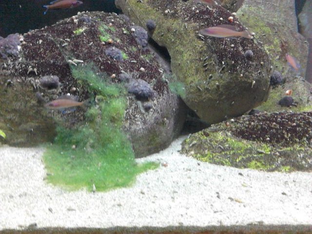 algae_1.jpg