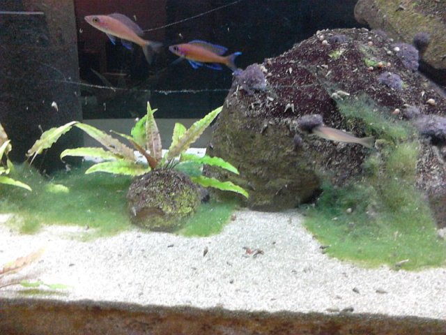 algae_2.jpg