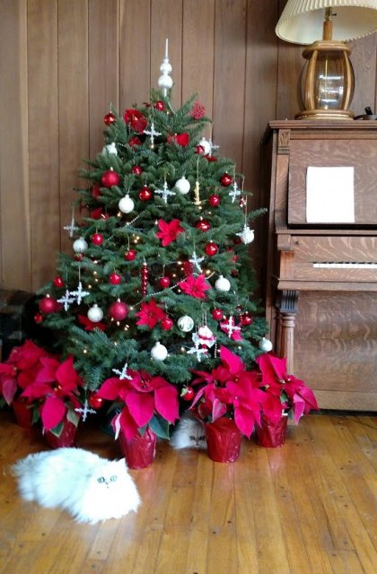 xmas1.jpg