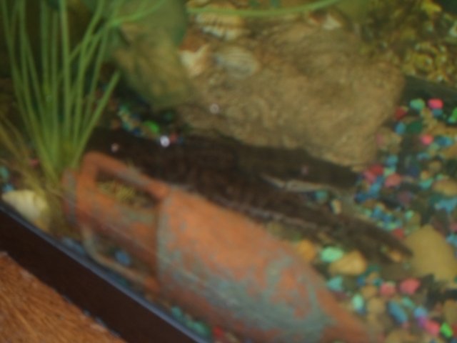 SAM_1115.JPG