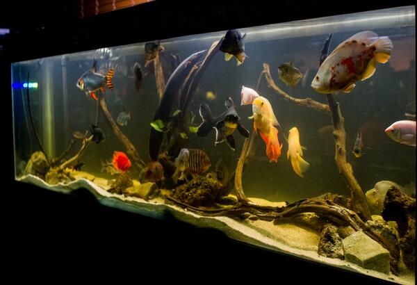 monster tank pic mfk.jpg