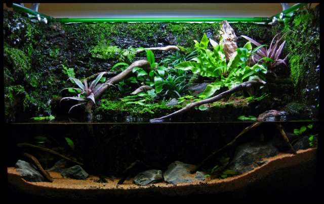 paludarium.jpg