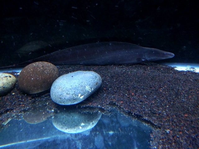 Aba Aba Knife Fish.jpg