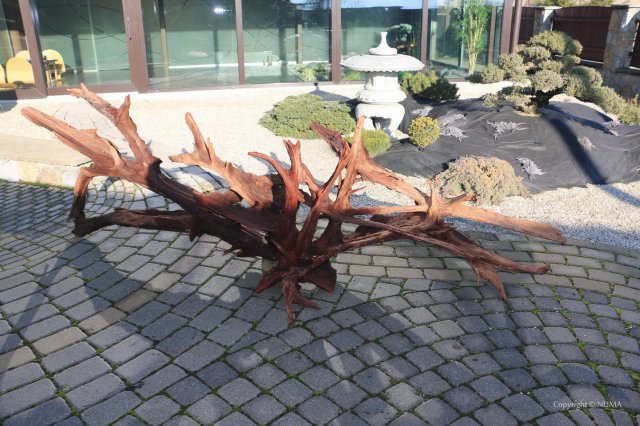 mangrove_root.jpg