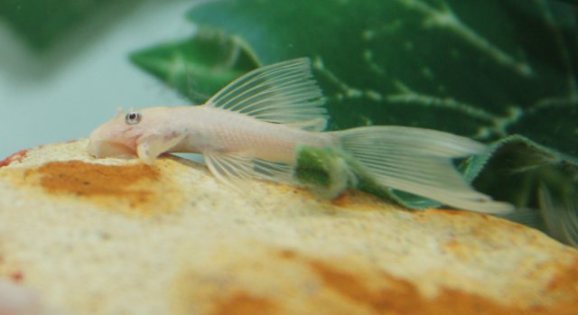 albino lf blue eye.jpg