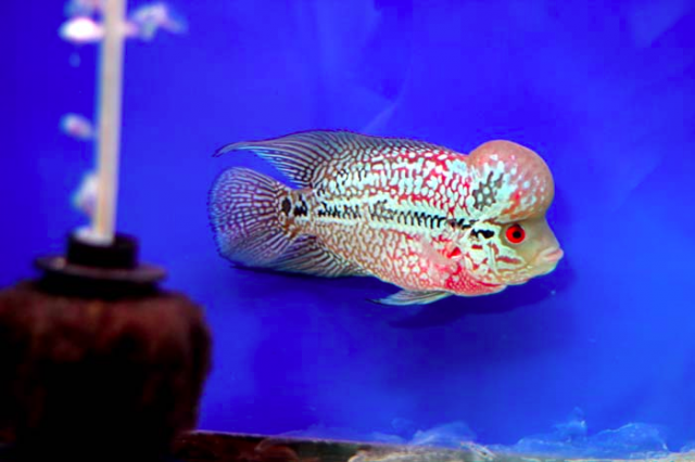 upload_2015-12-23_17-18-36.png upload_2015-12-23_17-18-36.png