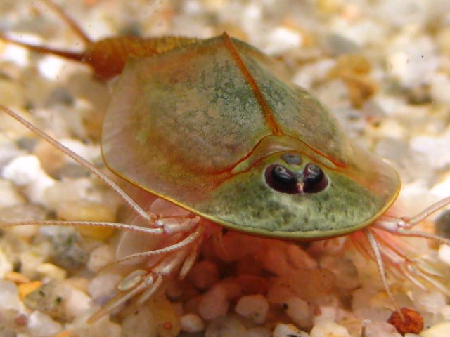 triops.jpg