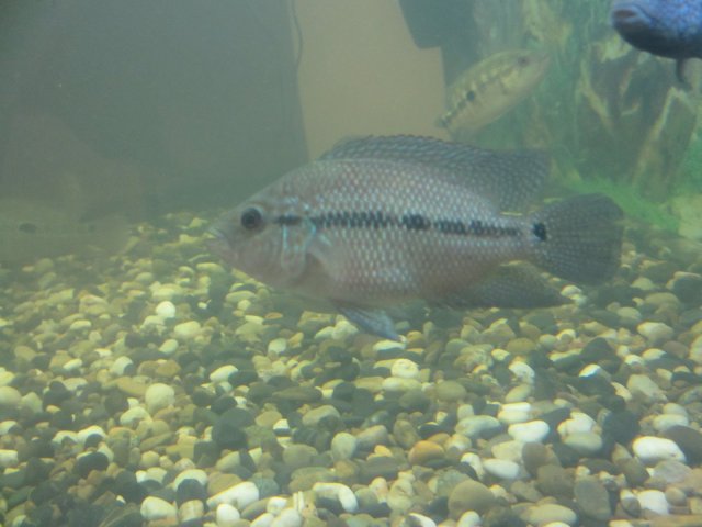 black umbee02.JPG