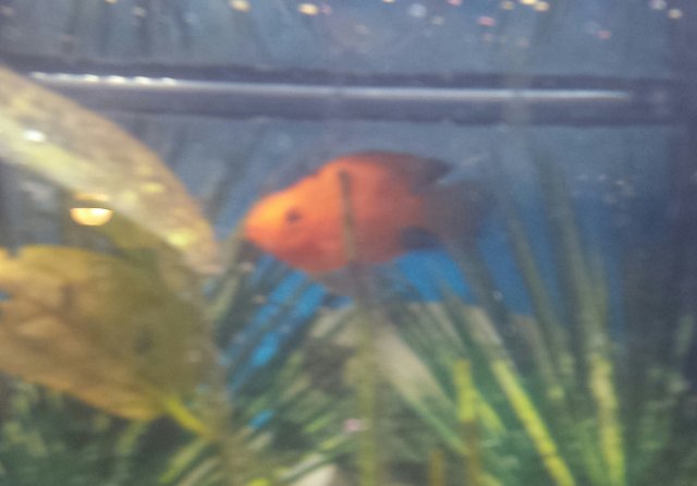 Blood Parrot Growing Black Spots Monsterfishkeepers Com Blood Parrot Growing Black Spots Monsterfishkeepers Com