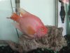 parrot 007.jpg parrot 007.jpg
