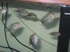 new fish 007.jpg new fish 007.jpg
