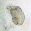 gyrodactylus_01.jpg