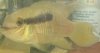 id please.JPG