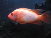 fish2 020.jpg fish2 020.jpg