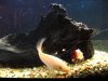 fish2 027.jpg fish2 027.jpg