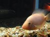 fish2 030.jpg fish2 030.jpg