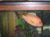 fish2 005.jpg fish2 005.jpg