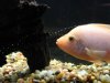 fish2 031.jpg fish2 031.jpg