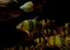 Dsc_0067.jpg Dsc_0067.jpg